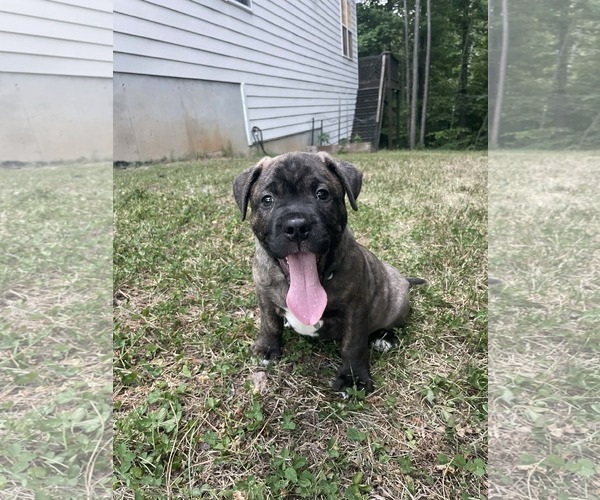 Medium Photo #9 American Staffordshire Terrier-Boxer Mix Puppy For Sale in Holly Springs, NC, USA