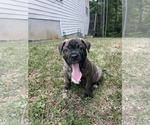 Small #8 American Staffordshire Terrier-Boxer Mix