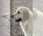 Small #2 English Cream Golden Retriever