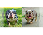 Small #4 English Bulldog
