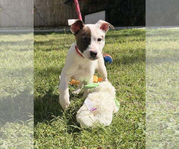 Medium Photo #2 Labrador Retriever-Unknown Mix Puppy For Sale in Yardley, PA, USA
