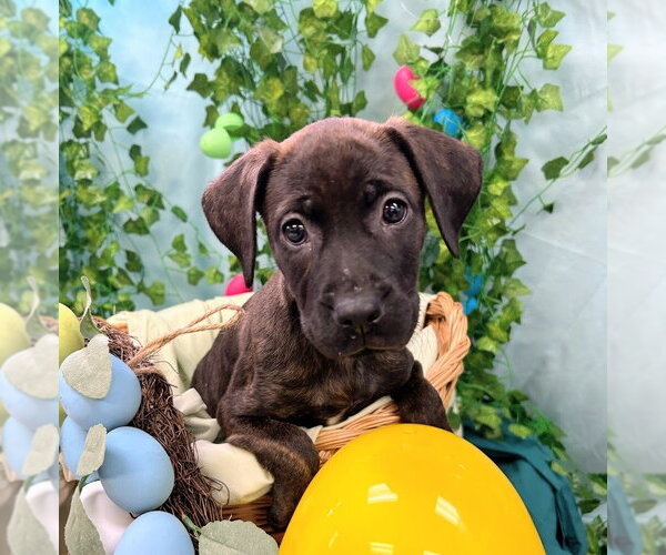 Medium Photo #3 Catahoula Leopard Dog-Labrador Retriever Mix Puppy For Sale in Bryant, AR, USA