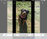 Small Photo #2 Rottweiler Puppy For Sale in COTTAGE GROVE, OR, USA