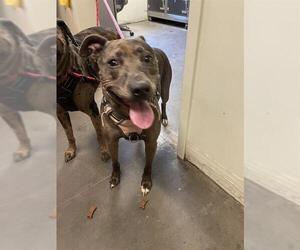 Catahoula Leopard Dog-Unknown Mix Dogs for adoption in Santa Cruz, CA, USA