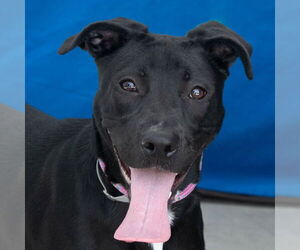 Labrador Retriever Dogs for adoption in Pasadena, CA, USA