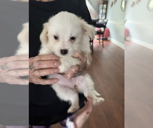 Bichon-A-Ranian Puppy for sale in CONWAY, SC, USA
