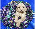 Small Photo #6 Goldendoodle (Miniature) Puppy For Sale in GROVESPRING, MO, USA