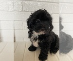 Puppy 3 Maltipoo