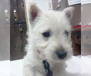 Scottish Terrier Puppy for sale in MEAD, WA, USA