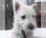 Image preview for Ad Listing. Nickname: Litter of 4