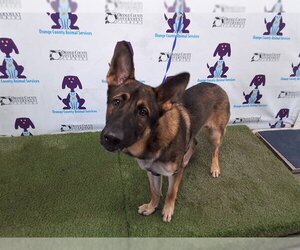 German Shepherd Dog Dogs for adoption in Orlando, FL, USA