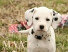 Small Photo #34 Dalmatian Puppy For Sale in ENID, OK, USA