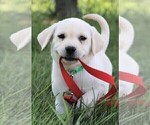 Small Photo #4 Labrador Retriever Puppy For Sale in SYRACUSE, IN, USA