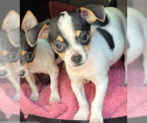 Chihuahua-Unknown Mix Dogs for adoption in Bellevue, WA, USA