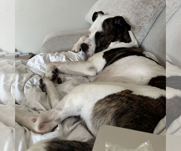 Medium Photo #10 American Pit Bull Terrier Puppy For Sale in Fargo, ND, USA