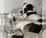 Small #9 American Pit Bull Terrier