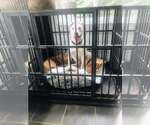 Small #10 American Staffordshire Terrier Mix