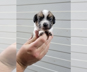 Bea-Tzu Puppy for Sale in NEW YORK MILLS, Minnesota USA