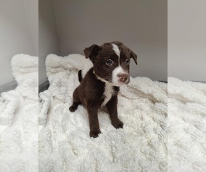 Collie-Labrador Retriever Mix Dogs for adoption in St. Louis Park, MN, USA
