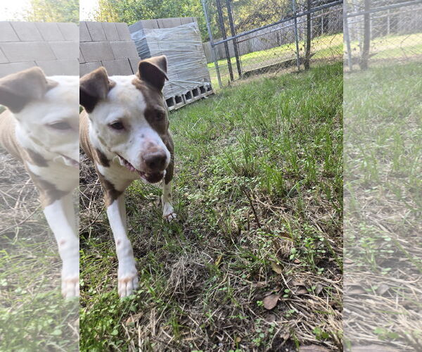 Medium Photo #1 Mutt Puppy For Sale in Jackson, MS, USA