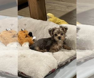 Yorkshire Terrier Puppy for Sale in NORMANGEE, Texas USA