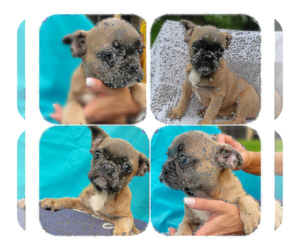 French Bulldog Puppy for sale in TAMPA, FL, USA