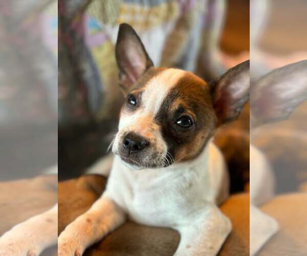Medium Photo #3 Black Mouth Cur-Dachshund Mix Puppy For Sale in Royal Palm Beach, FL, USA