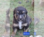 Puppy Bronco Australian Shepherd