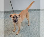 Small #2 Black Mouth Cur Mix