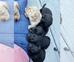 Small #2 Labrador Retriever