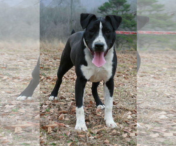 Medium Photo #4 Great Dane-Pointer Mix Puppy For Sale in Attalka, AL, USA