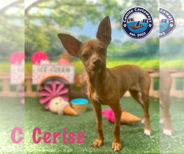 Medium Photo #2 Chihuahua Puppy For Sale in Arcadia, FL, USA