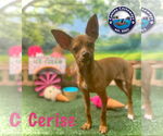 Small #1 Chihuahua