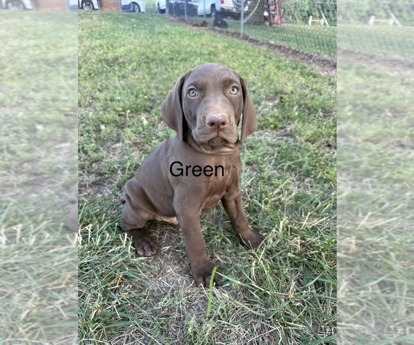 Medium Photo #7 Vizsla-Weimaraner Mix Puppy For Sale in MARSHVILLE, NC, USA
