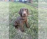 Small #6 Vizsla-Weimaraner Mix