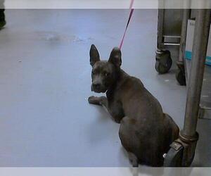 American Pit Bull Terrier Dogs for adoption in Fayetteville, NC, USA