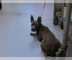 Small American Pit Bull Terrier