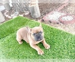 Small #14 French Bulldog