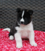 Small Photo #3 Akita Puppy For Sale in FRESNO, OH, USA