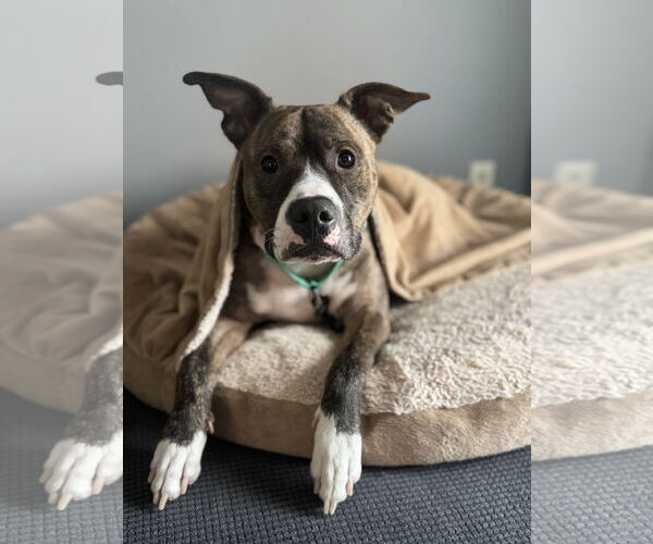 Medium Photo #13 American Pit Bull Terrier Puppy For Sale in Rockville, MD, USA