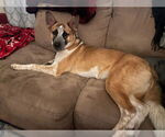 Small #5 Mutt