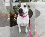 Small American Pit Bull Terrier Mix