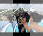 Puppy Puppy 2 Alex Dachshund