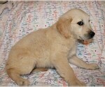 Small Photo #7 Golden Retriever Puppy For Sale in BLOOMINGTON, IN, USA