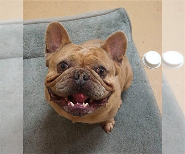 Medium Photo #1 French Bulldog Puppy For Sale in Chula Vista, CA, USA