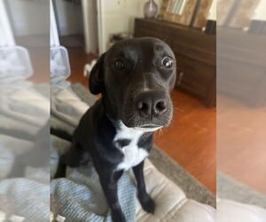 COURTESY POST: Lula - Female Labrador Retriever-Unknown Mix Dog for Adoption - Photo #2