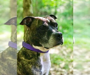 Bullboxer Pit Dogs for adoption in New York, NY, USA