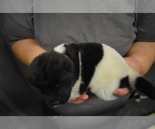 Medium Photo #5 Akita Puppy For Sale in LICKING, MO, USA