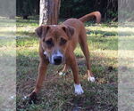 Small #2 Labrador Retriever Mix