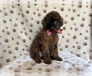 ShihPoo Puppy for sale in LAKELAND, FL, USA